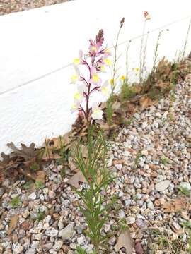 Image of Moroccan toadflax