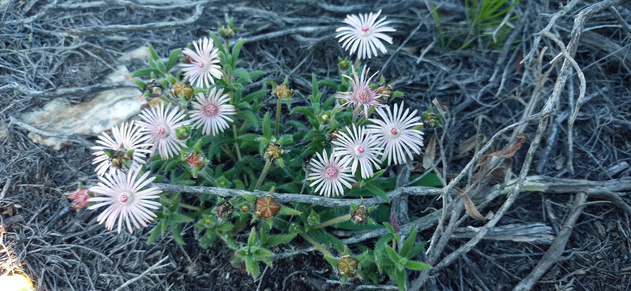 Imagem de Trichodiadema strumosum (Haw.) L. Bol.