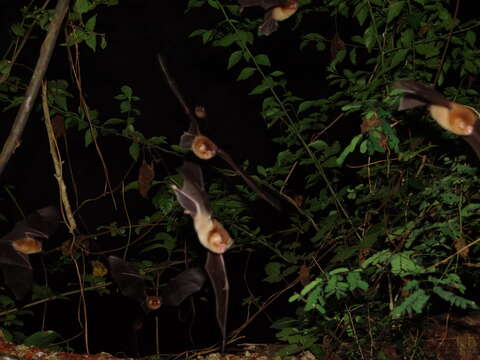 Image of Mexican Greater Funnel-eared Bat