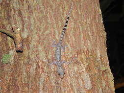 Image of Cyrtodactylus majulah Grismer, Wood & Lim 2012