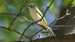 Image of Blue-headed Vireo