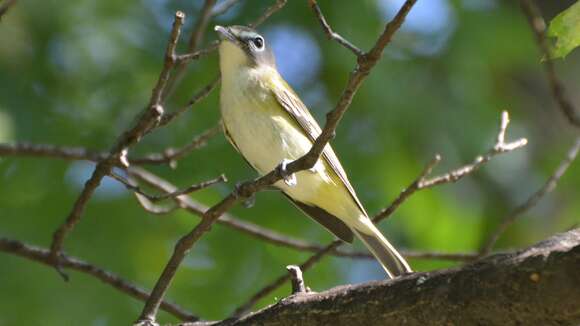 Image of Blue-headed Vireo