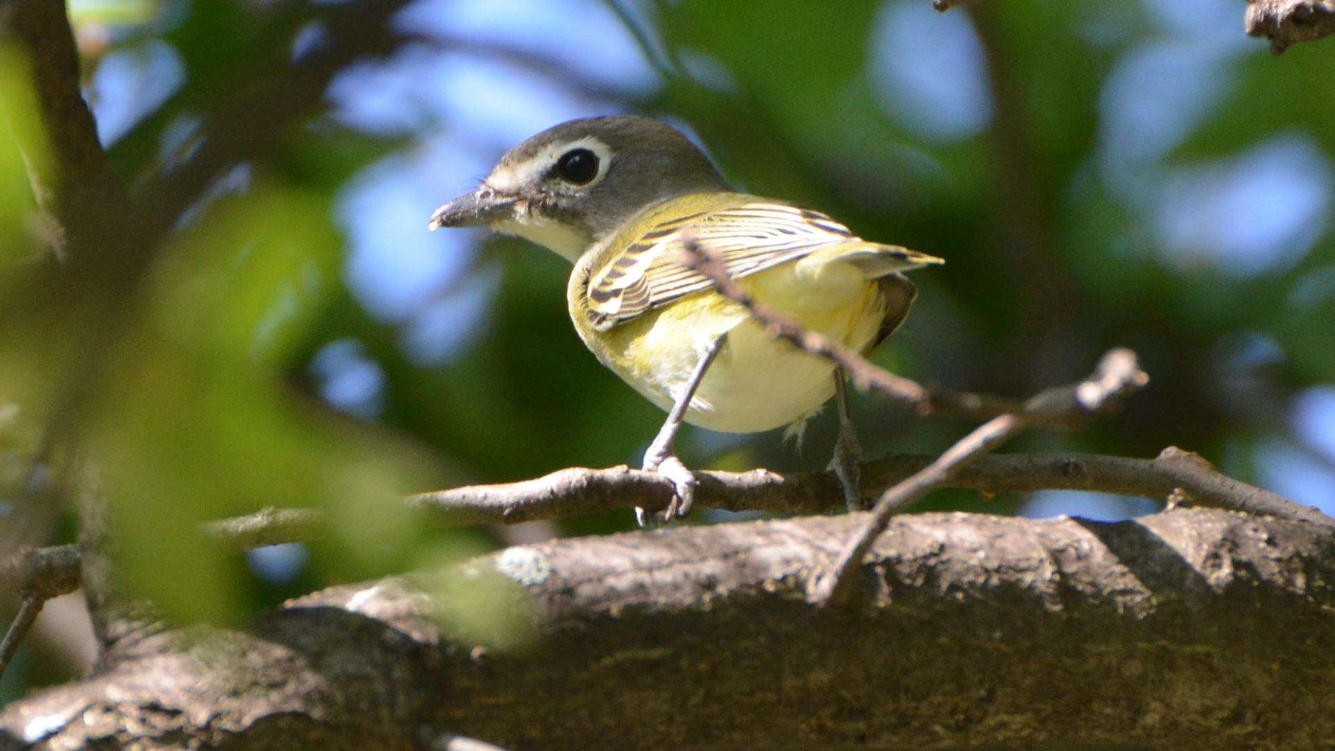 Image of Blue-headed Vireo