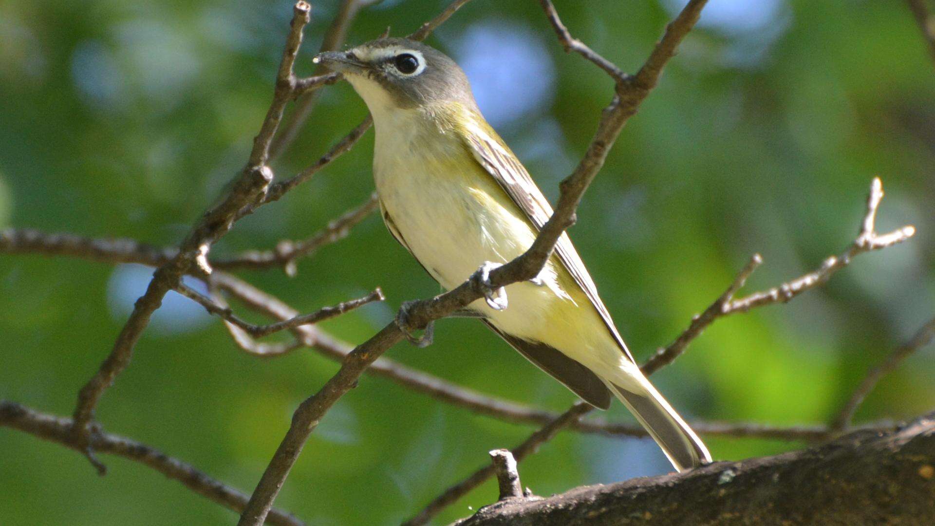 Image of Blue-headed Vireo