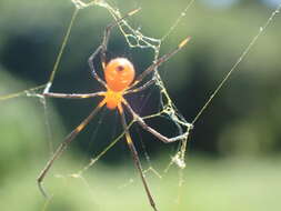 Image of Argyrodes miniaceus (Doleschall 1857)