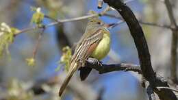 Image of Great Crested Flycatcher