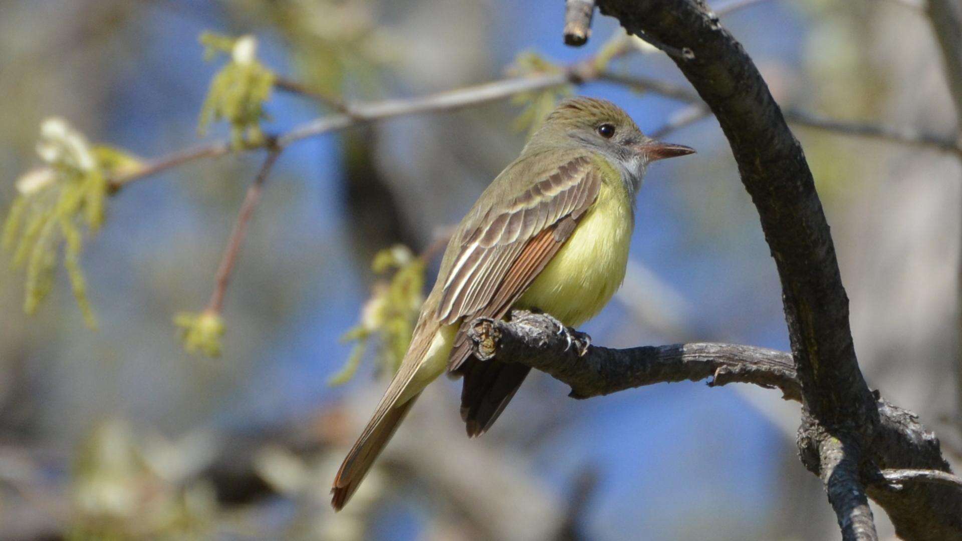 Image of Great Crested Flycatcher