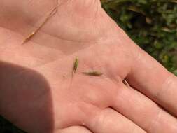 Image de Bromus texensis (Shear) Hitchc.