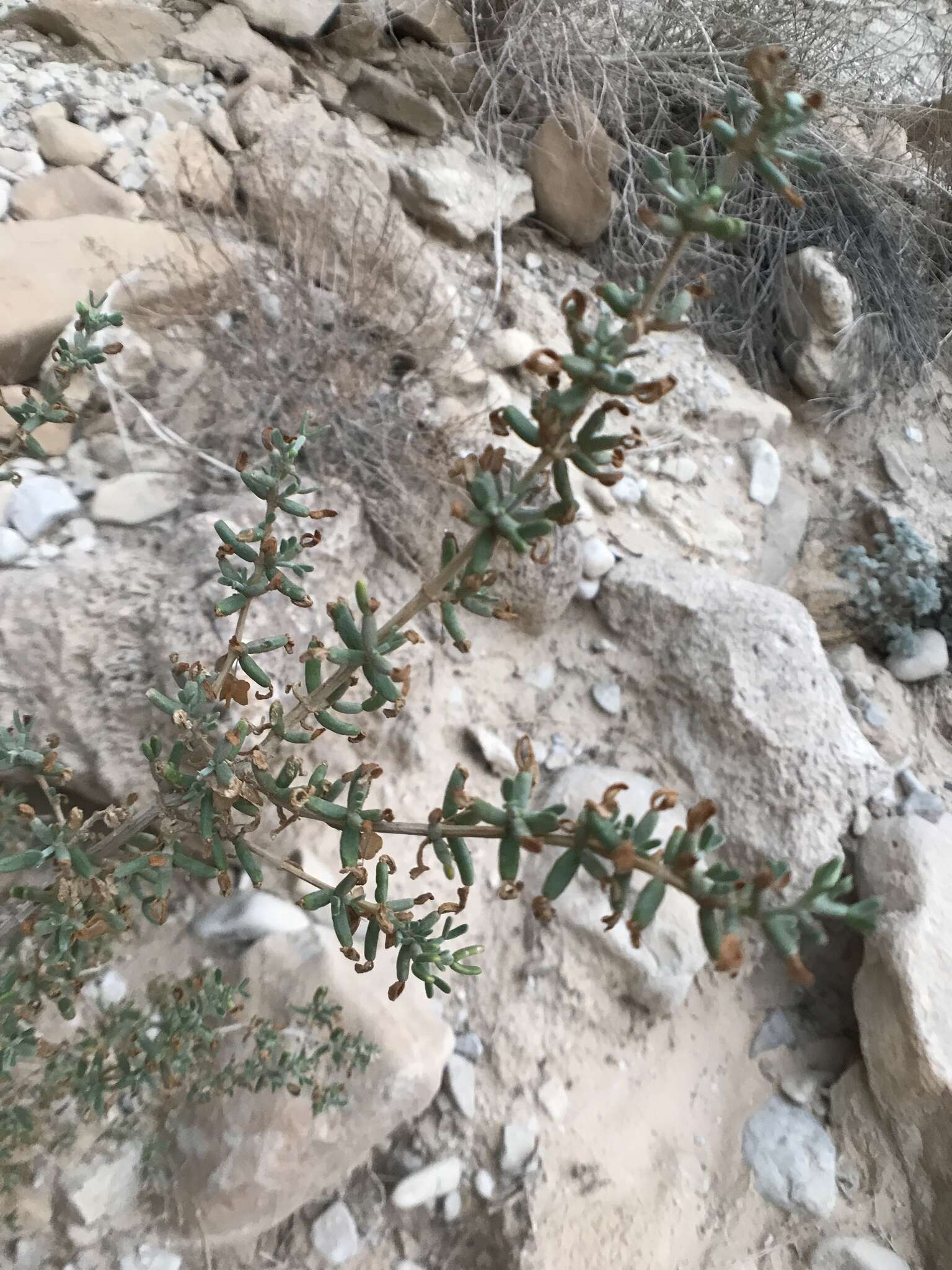 Image of Tetraena dumosa (Boiss.) Beier & Thulin