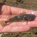 Image of Columbia sculpin