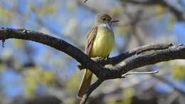 Image of Great Crested Flycatcher