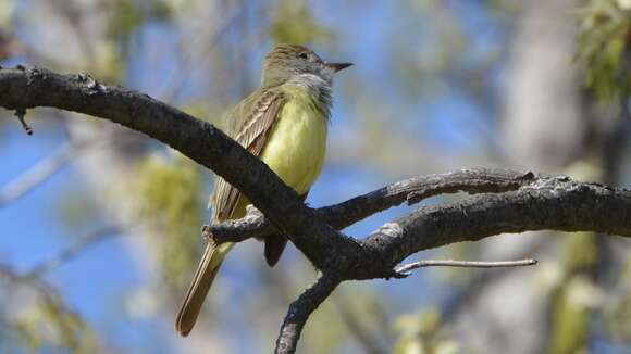 Image of Great Crested Flycatcher