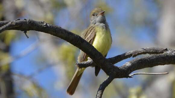 Image of Great Crested Flycatcher