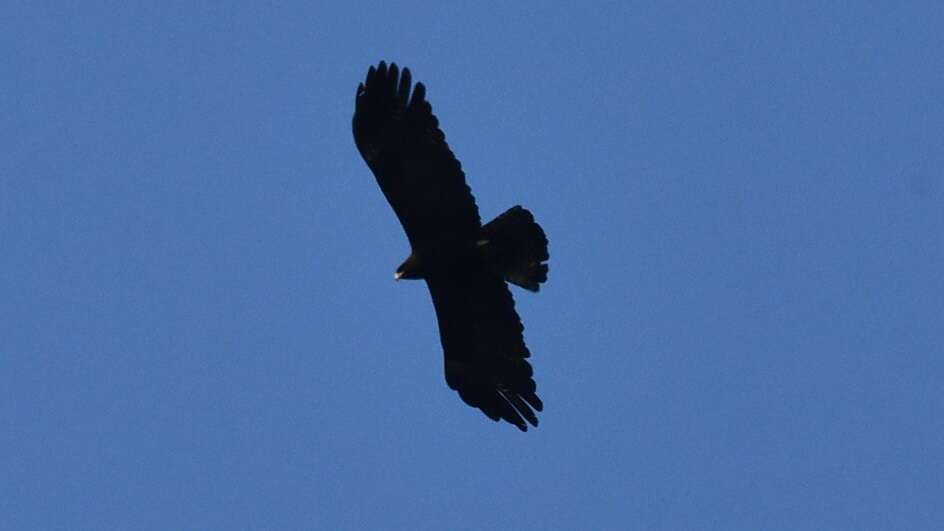 Image of Asian Black Eagle