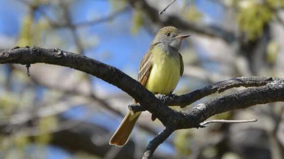 Image of Great Crested Flycatcher