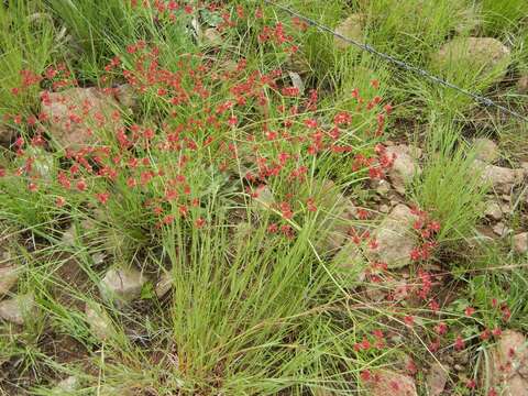 Image of red buckwheat