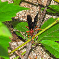 Image of Tmetogaster nubilipennis (Haldeman 1846)