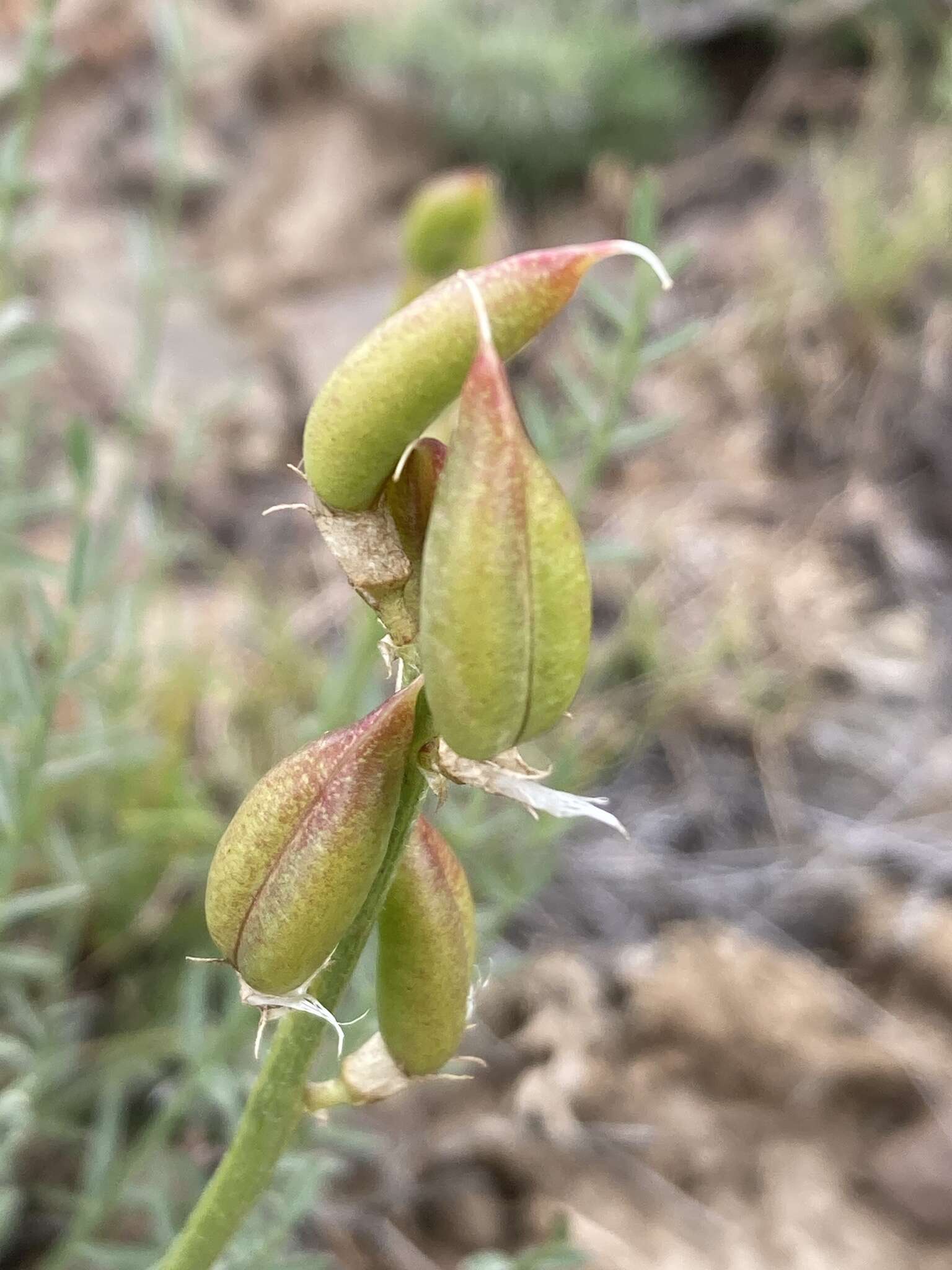 Sivun Astragalus leibergii M. E. Jones kuva