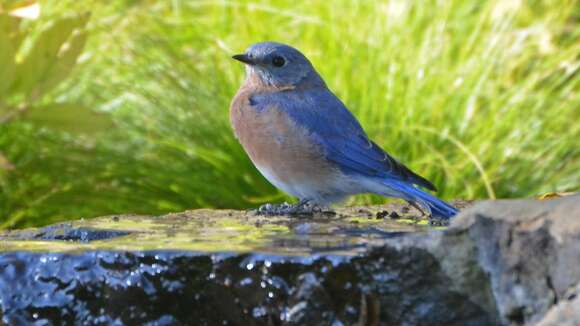 Image of Eastern Bluebird