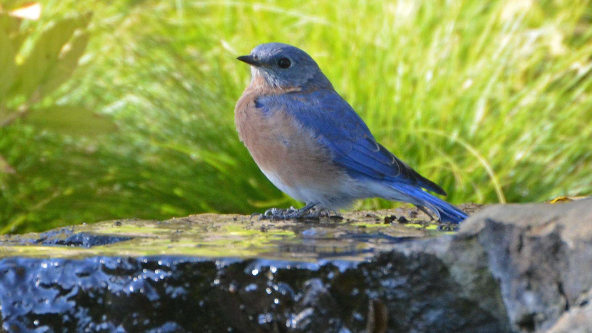 Image of Eastern Bluebird