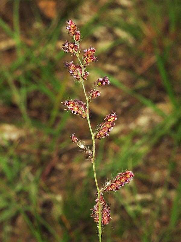 Image of Urochloa serrata