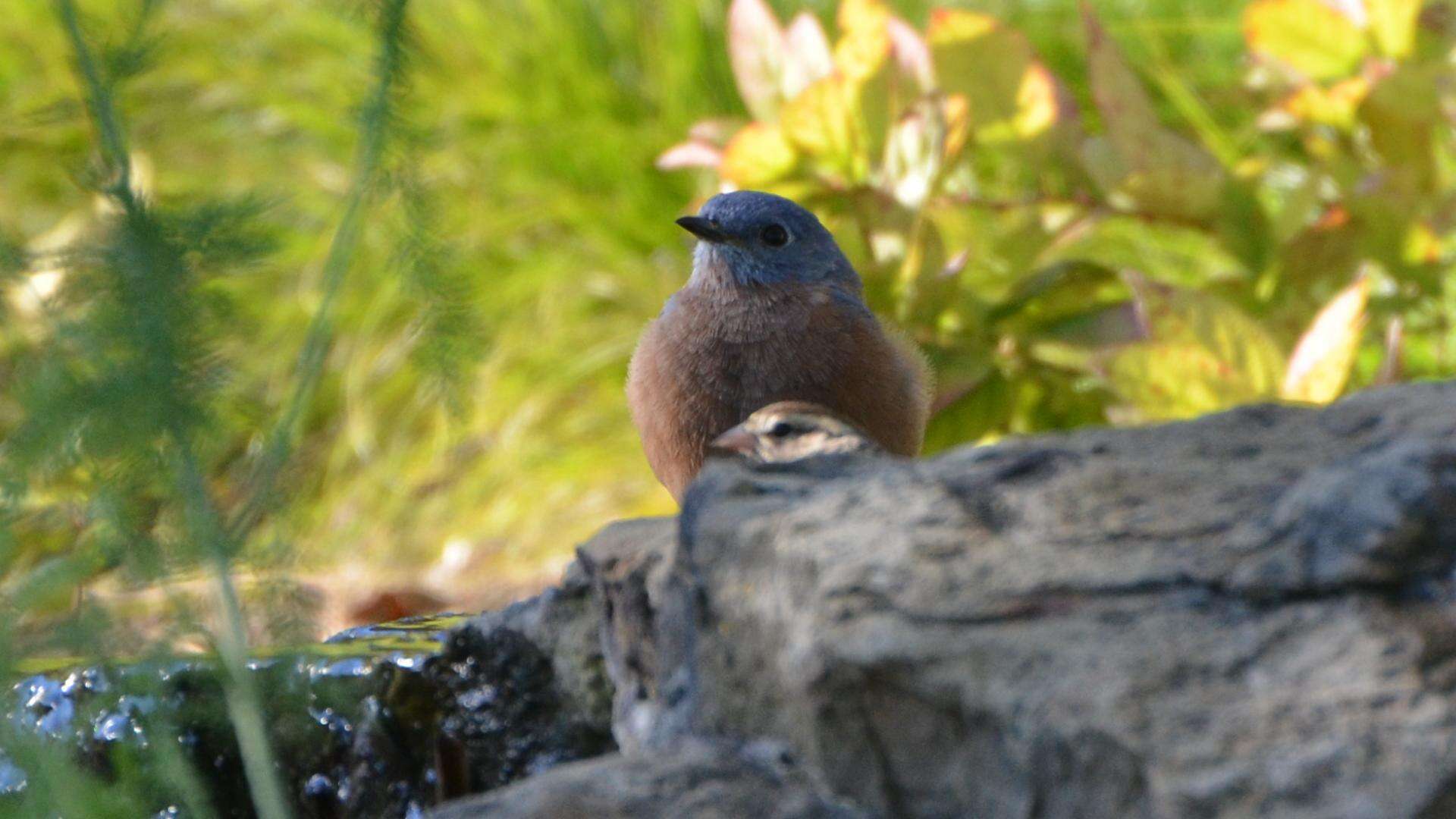 Image of Eastern Bluebird