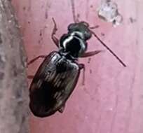 Bembidion (Furcacampa) impotens Casey 1918的圖片