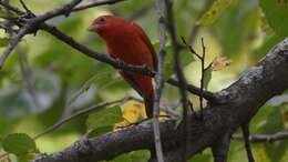 Imagem de Sanhaçu-vermelho