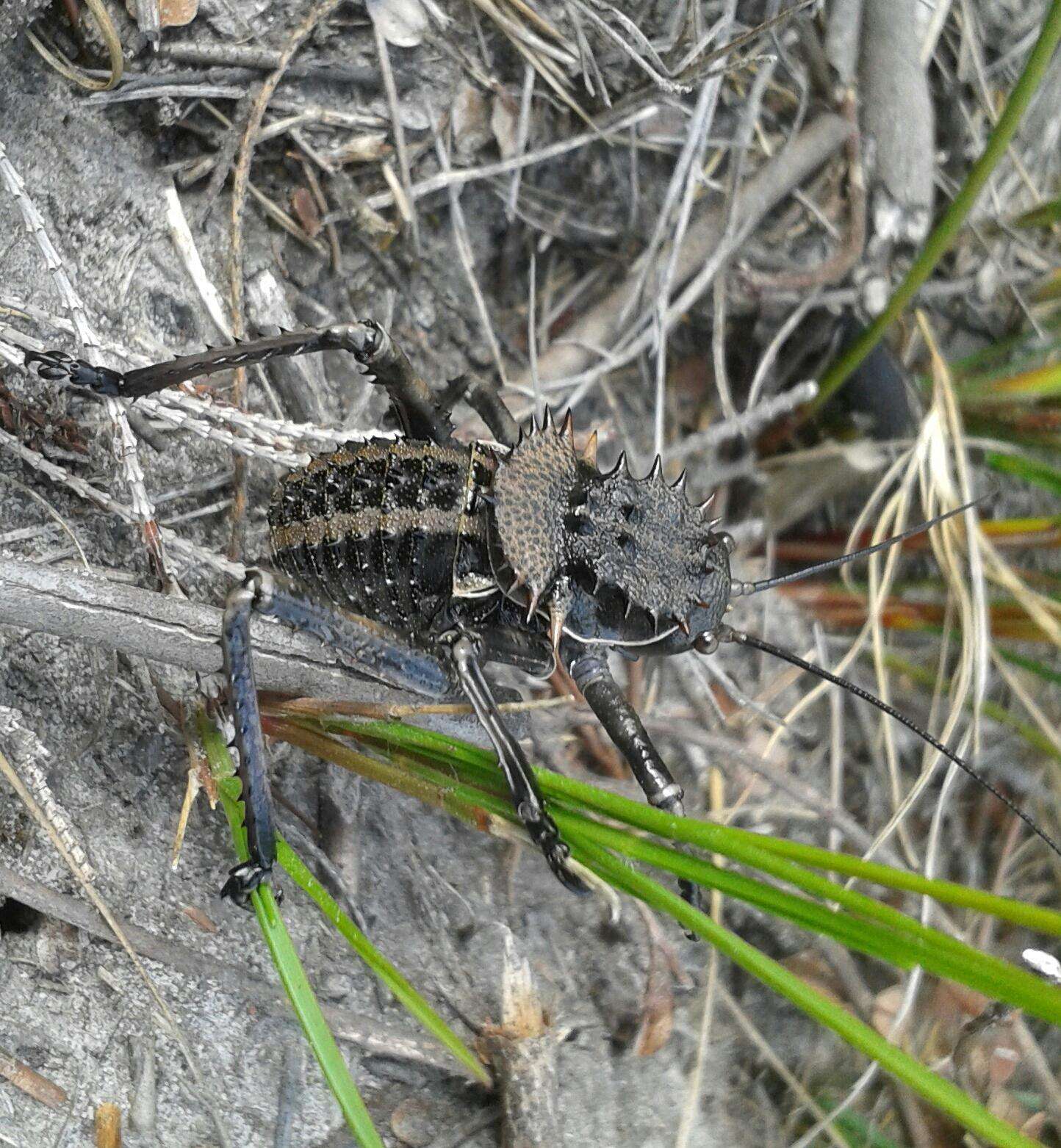 Image de Hetrodes pupus pupus (Linnaeus 1758)