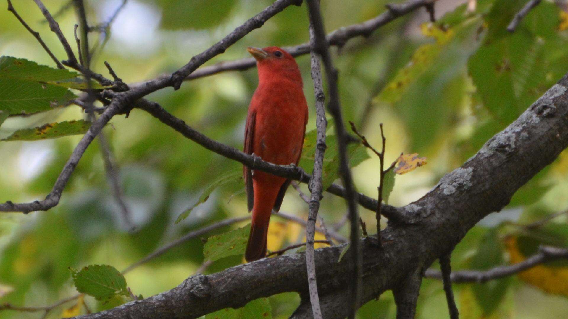 Image of Summer Tanager