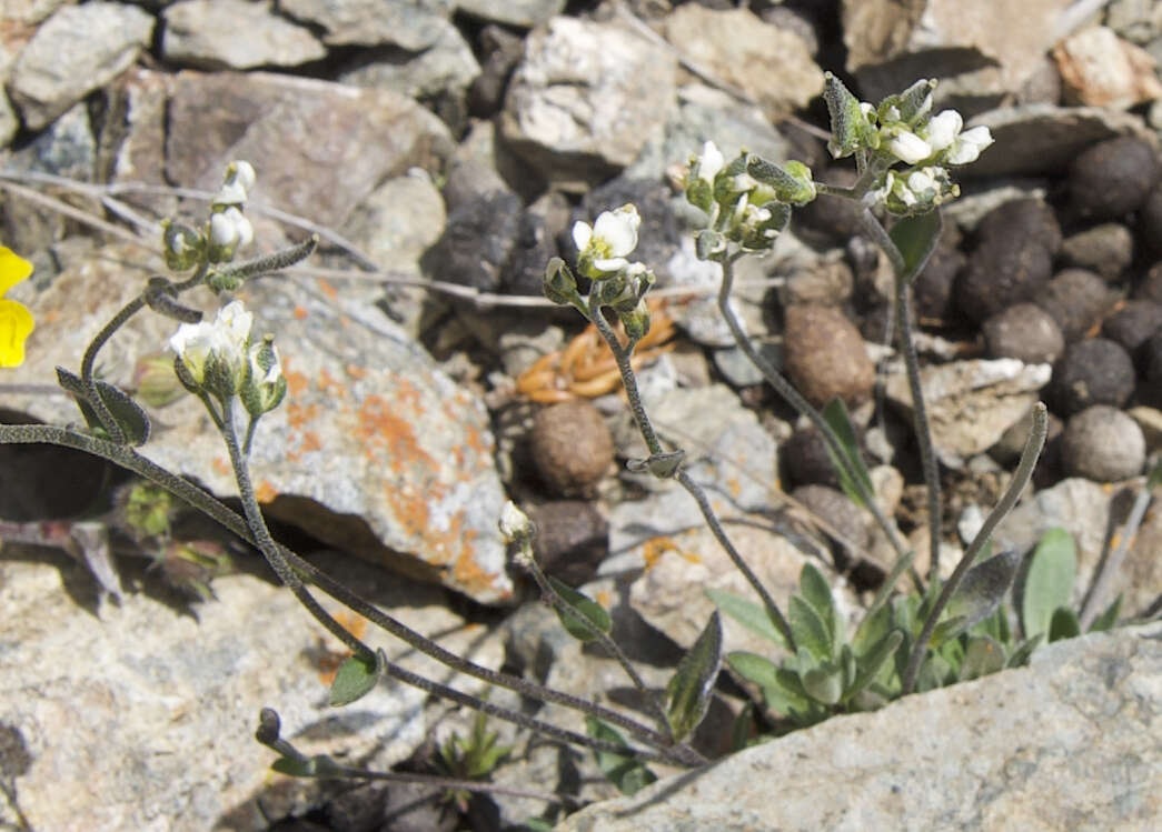 Image of grayleaf draba