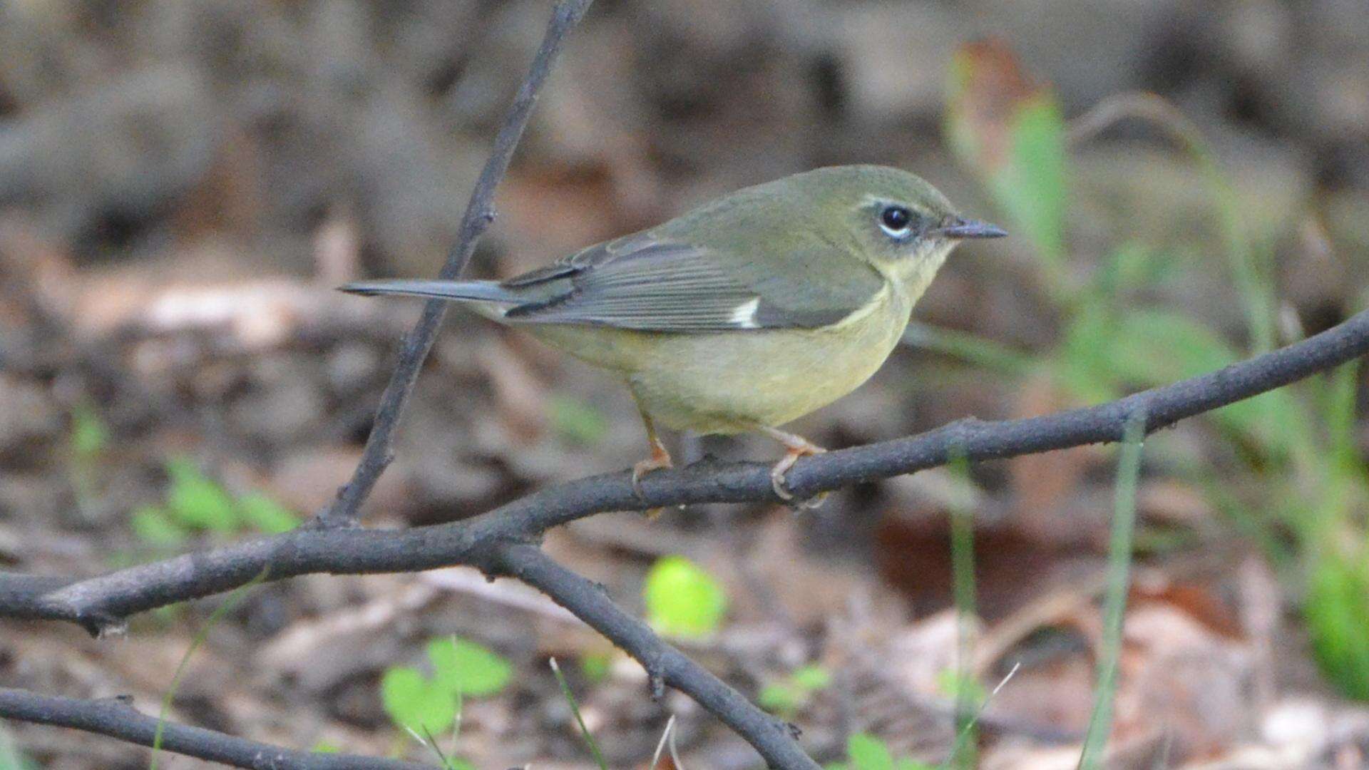 Imagem de Setophaga caerulescens (Gmelin & JF 1789)