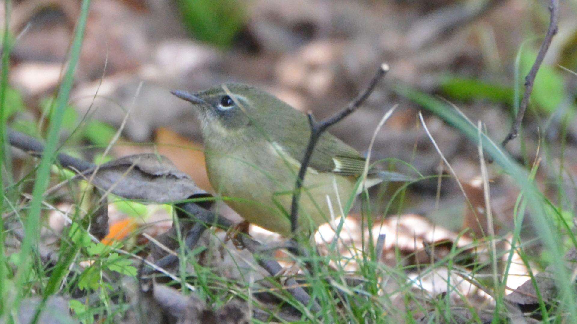 Imagem de Setophaga caerulescens (Gmelin & JF 1789)