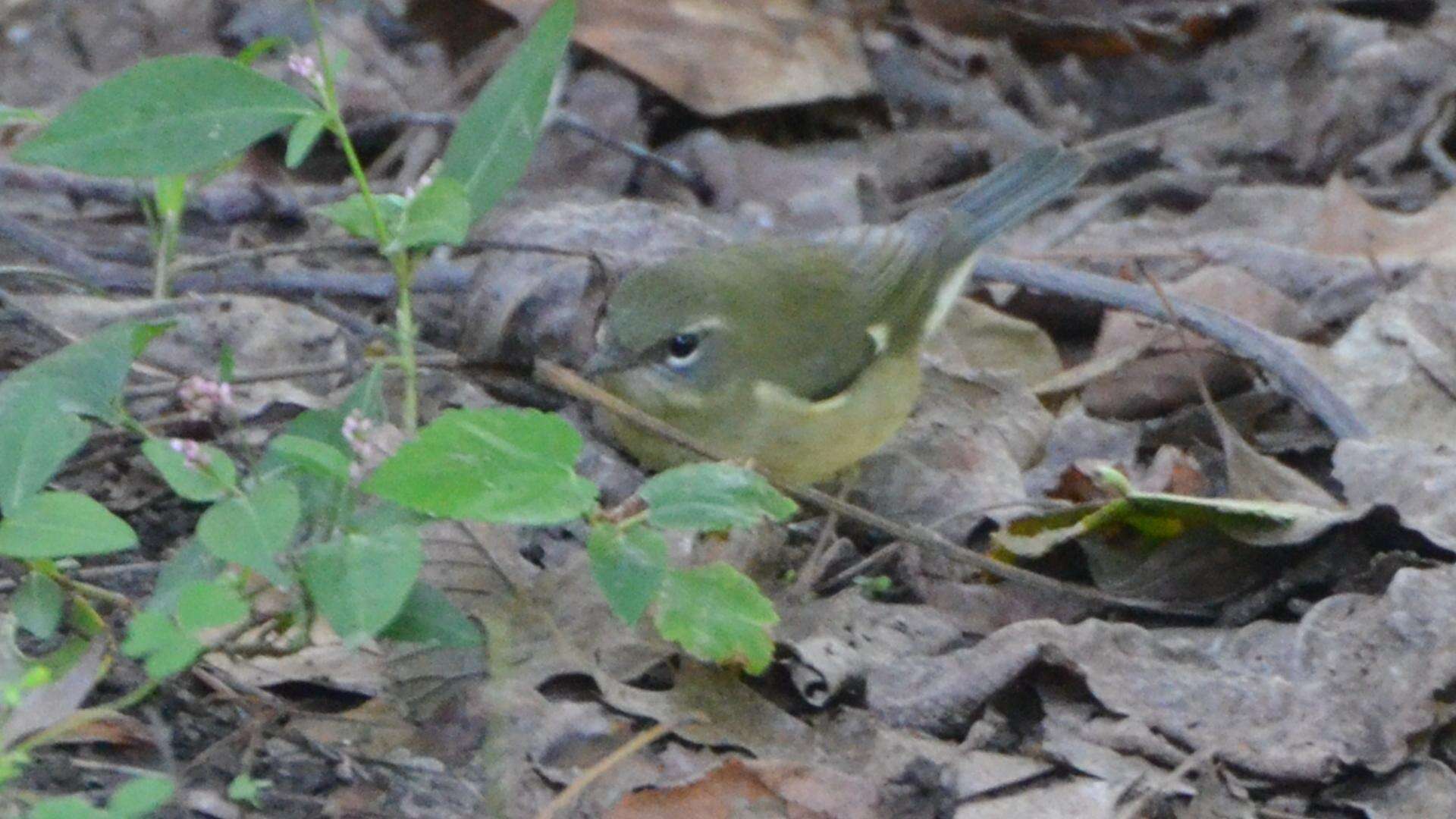 Imagem de Setophaga caerulescens (Gmelin & JF 1789)