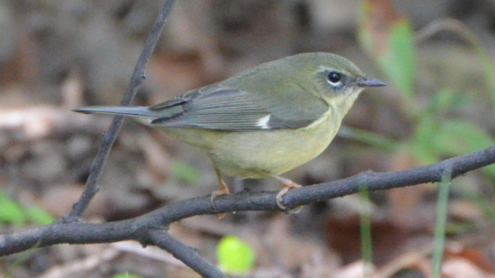 Imagem de Setophaga caerulescens (Gmelin & JF 1789)