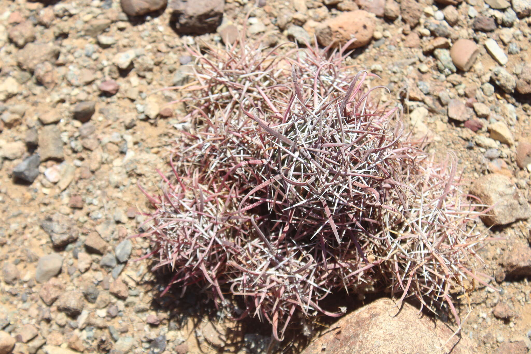 Ferocactus chrysacanthus subsp. grandiflorus (G. E. Linds.) N. P. Taylor resmi