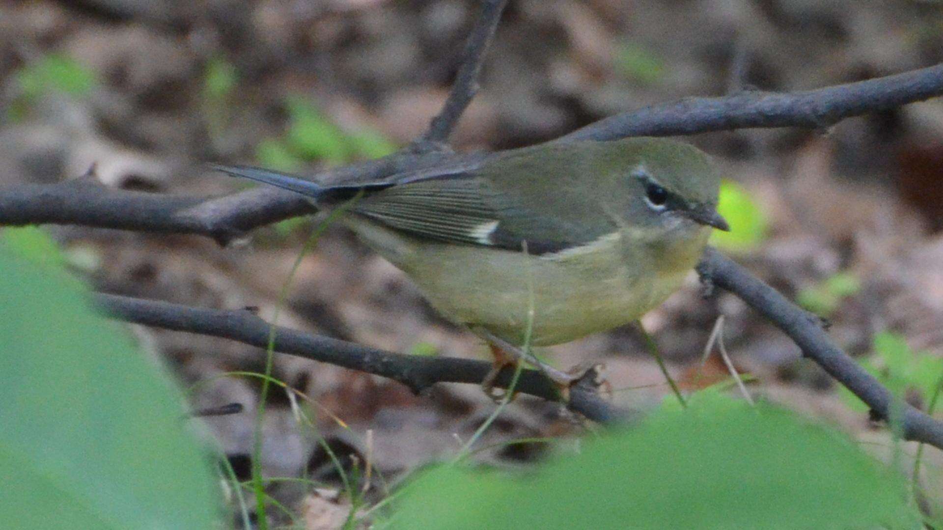 Imagem de Setophaga caerulescens (Gmelin & JF 1789)