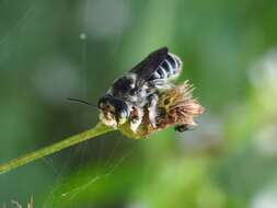Image of Hoary Leaf-cutter Bee