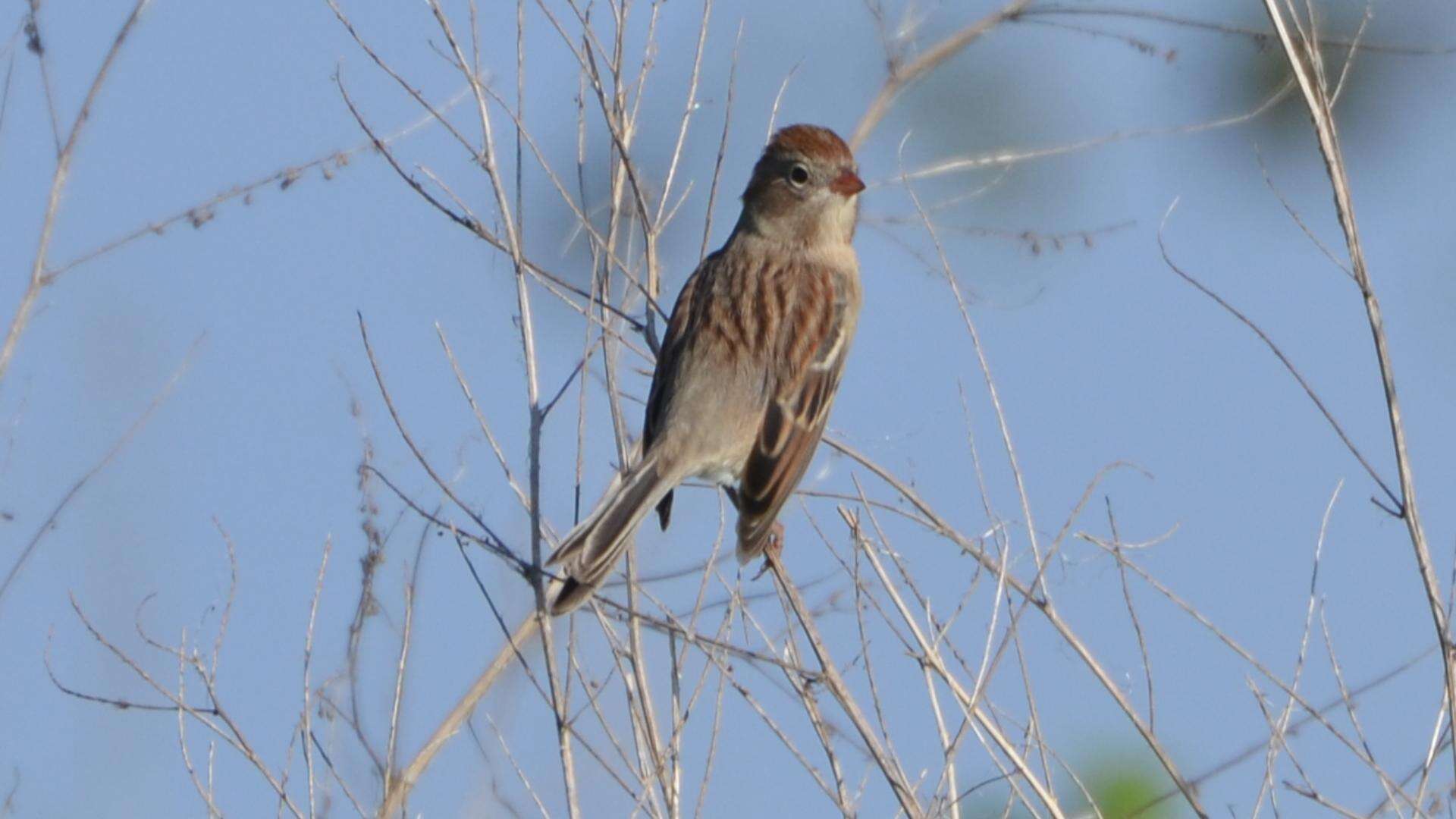 Image of Field Sparrow