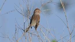 Image of Field Sparrow