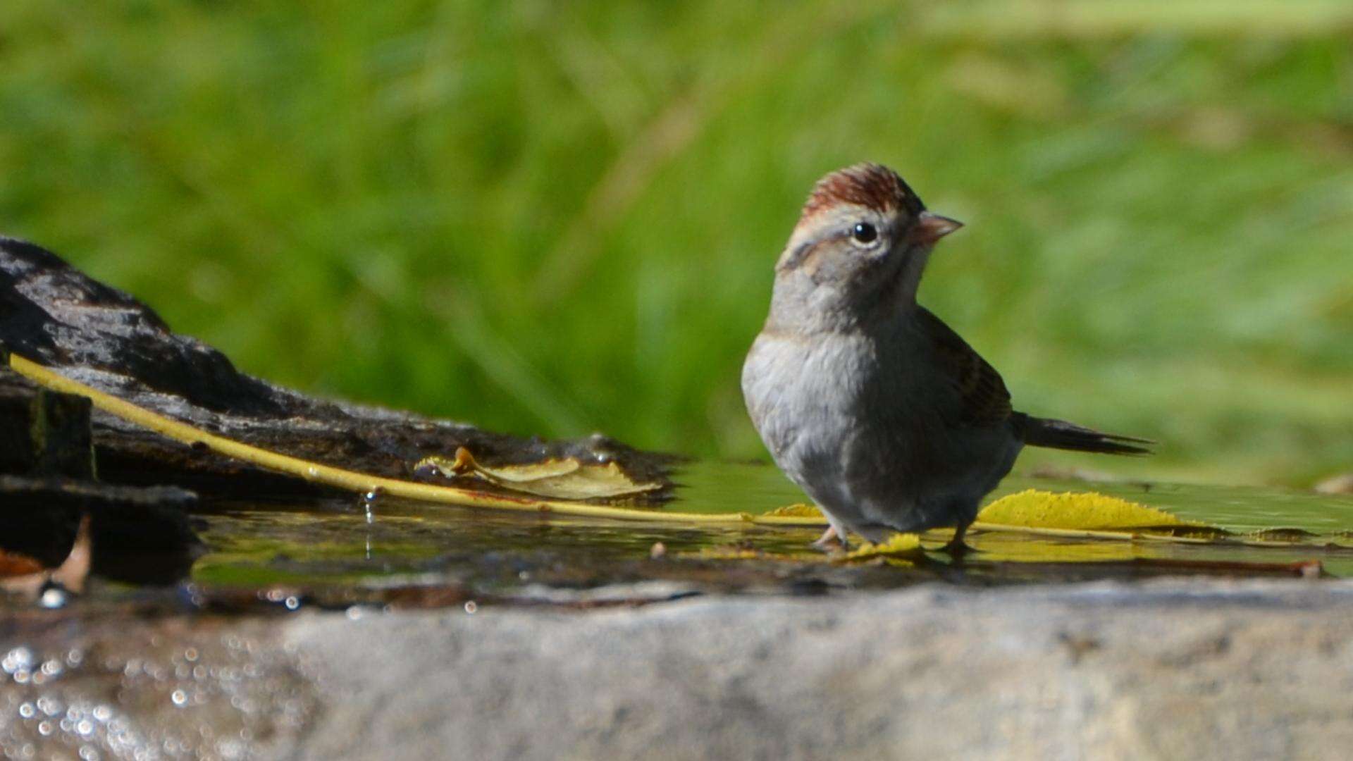 Image of Field Sparrow