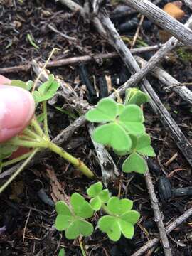 Image de Oxalis lanata L. fil.