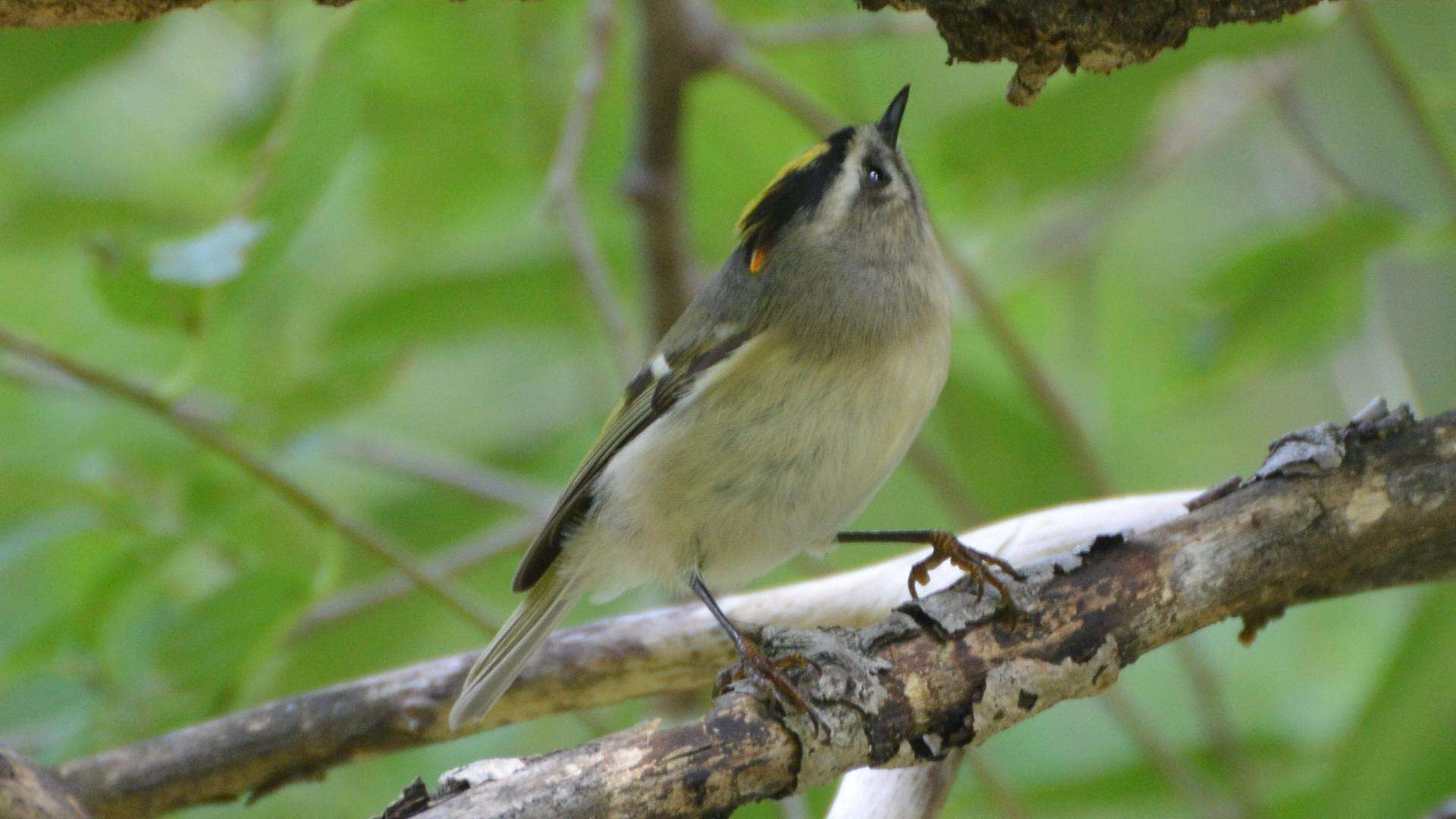 Image of Golden-crowned Kinglet