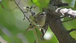 Image of Golden-crowned Kinglet