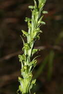 Plancia ëd Coenoemersa limosa (Lindl.) R. González & Lizb. Hern.