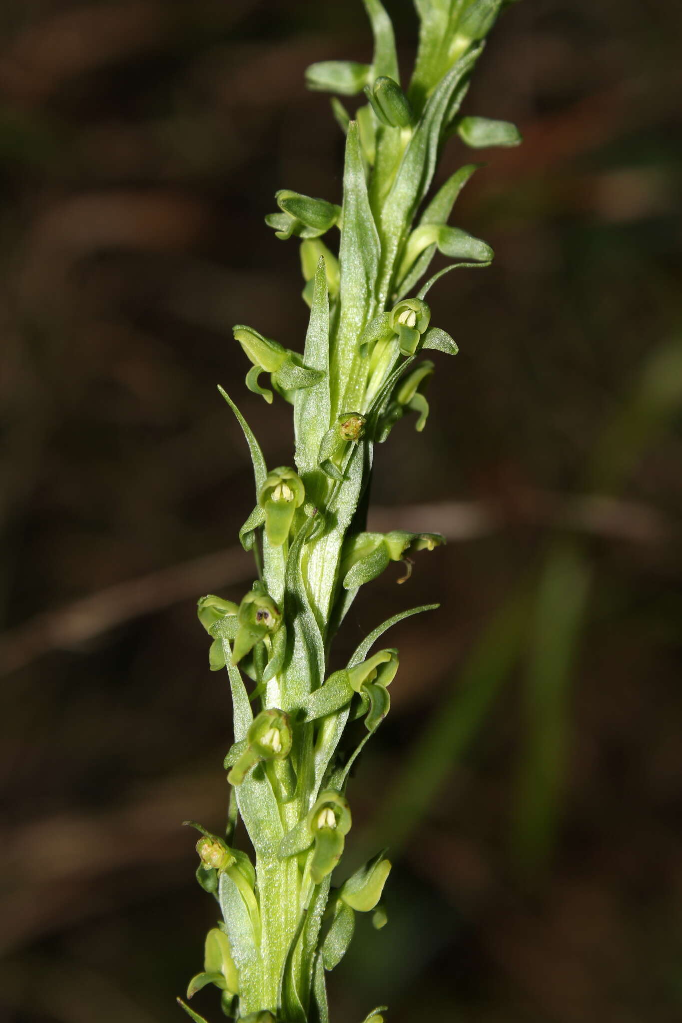 Image of Thurber's Bog Orchid