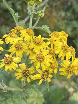 Image of Jacobaea raphanifolia (Wall. ex DC.) B. Nord.