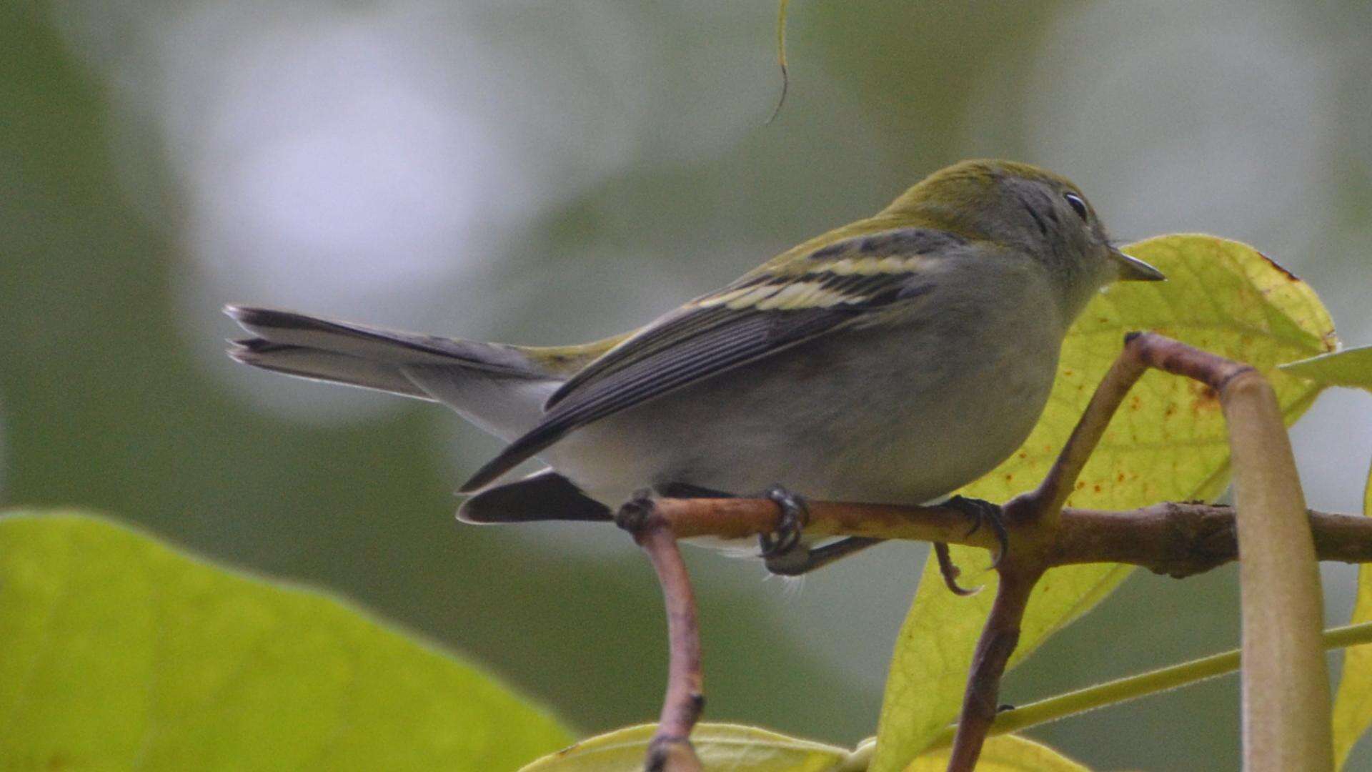 Image de Paruline à flancs marron