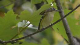 Image of Blue-headed Vireo