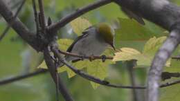 Image of Chestnut-sided Warbler